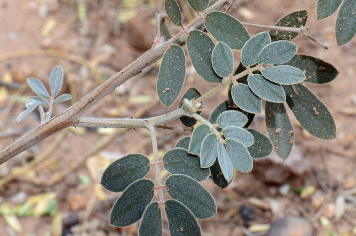 Coves' Cassia has green or gray-green paired leaves often pointed at the tips; below the leaves are bristle-like appendages (stipules) as shown in the photograph. Senna covesii